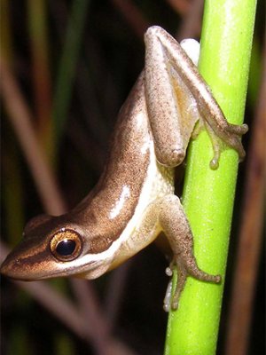 A male Wallum sedgefrog. Photo by Ed Meyer